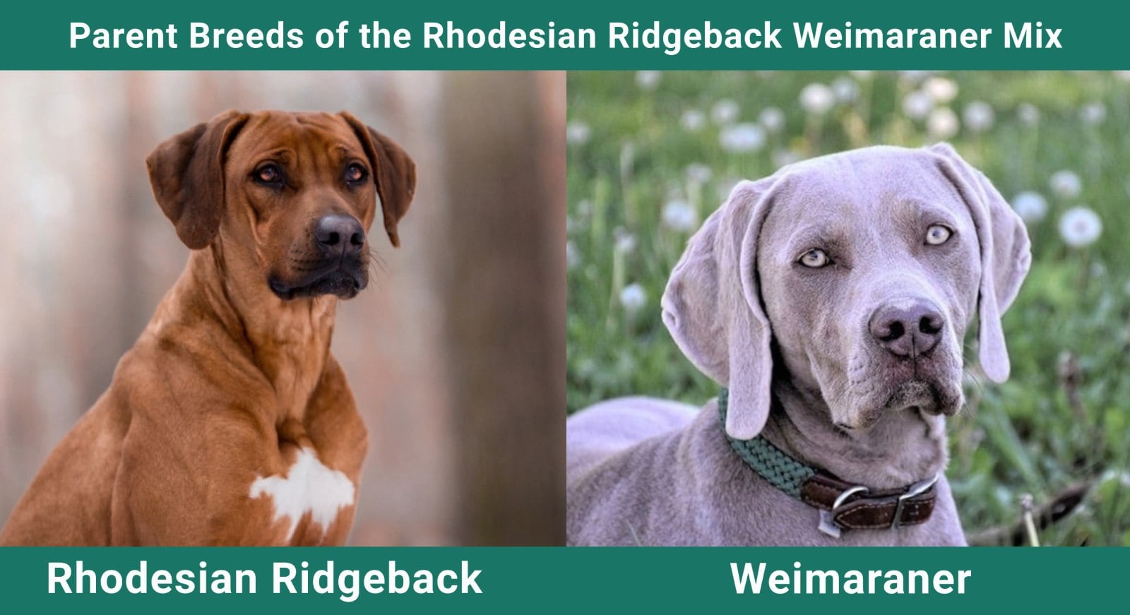 Rhodesian Ridgeback Weimaraner Mix: A Unique Blend