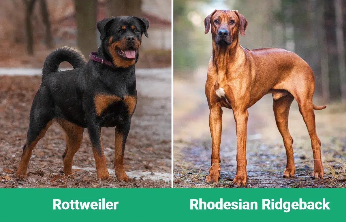 Rottweiler Vs Rhodesian Ridgeback: Ultimate Breed Showdown