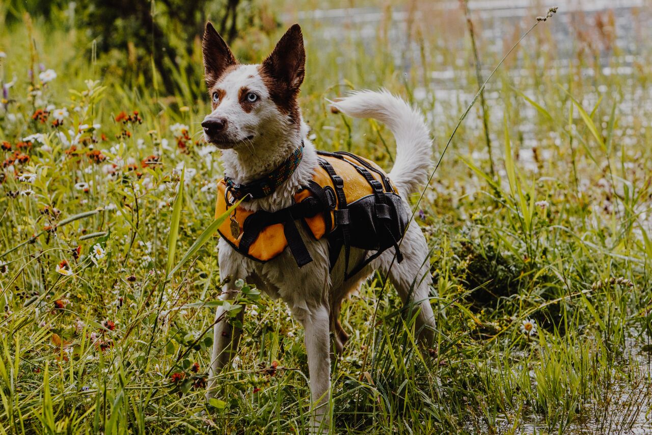 ezydog life jacket