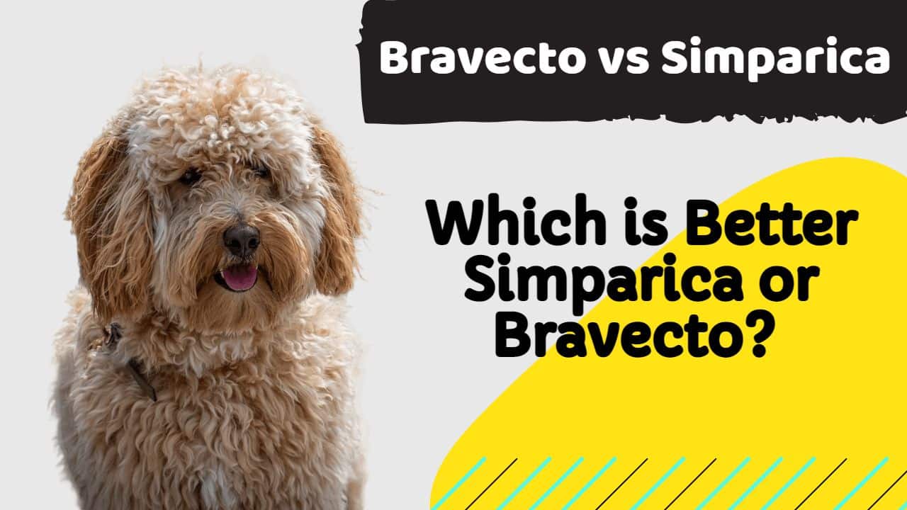 How long does it take for simparica to work?