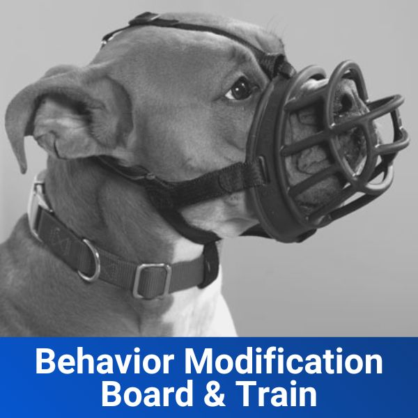 Behavior Modification Mr K9 Dog Training - Modern Space Picture - Ultra HD