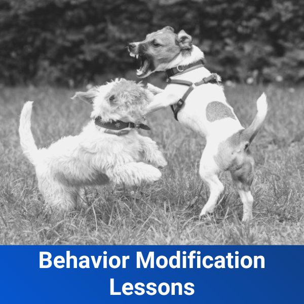 Behavior Modification Mr K9 Dog Training - High Quality Nature Wallpaper - Full HD