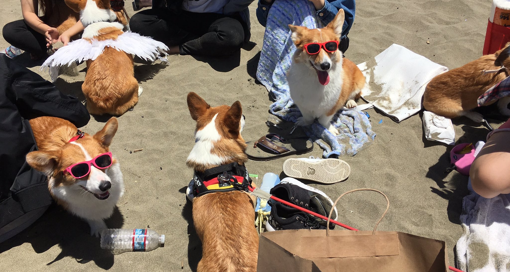 Dog Events Orange County: Unleash Fun & Furry Festivities!