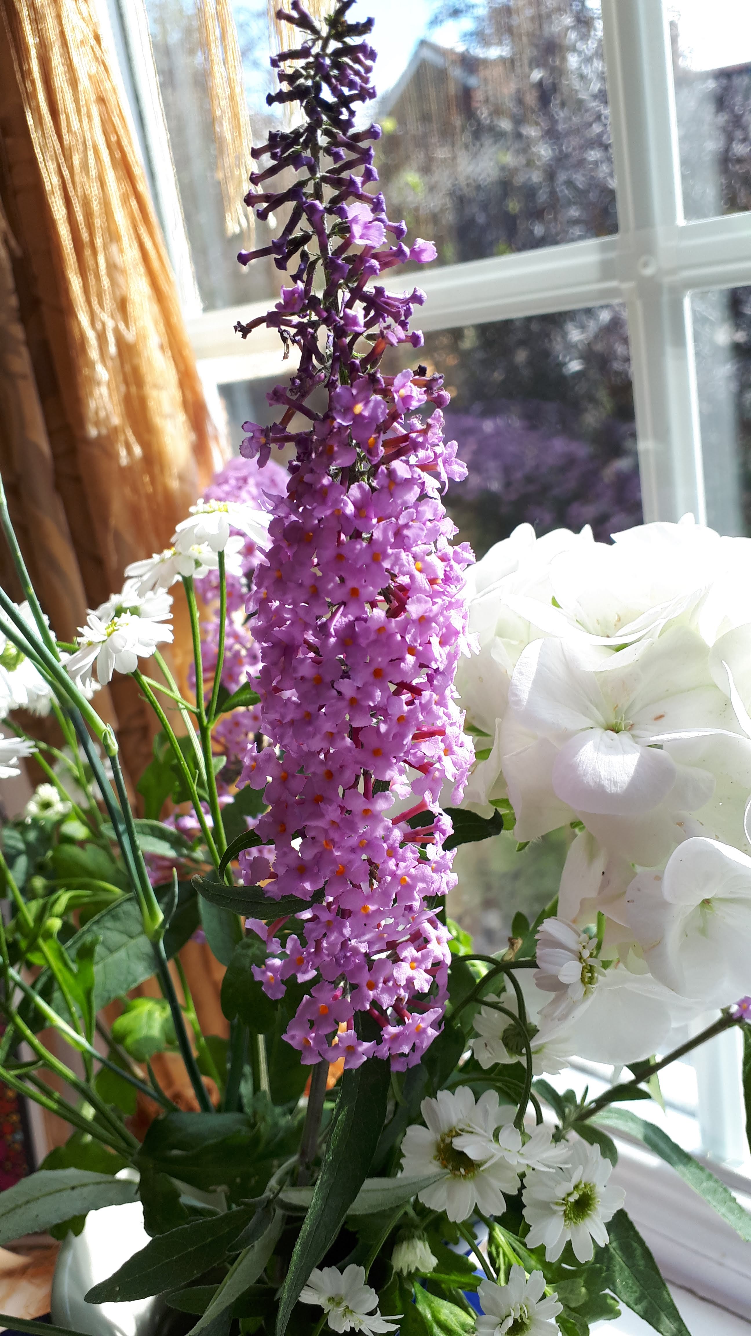 Buddleia