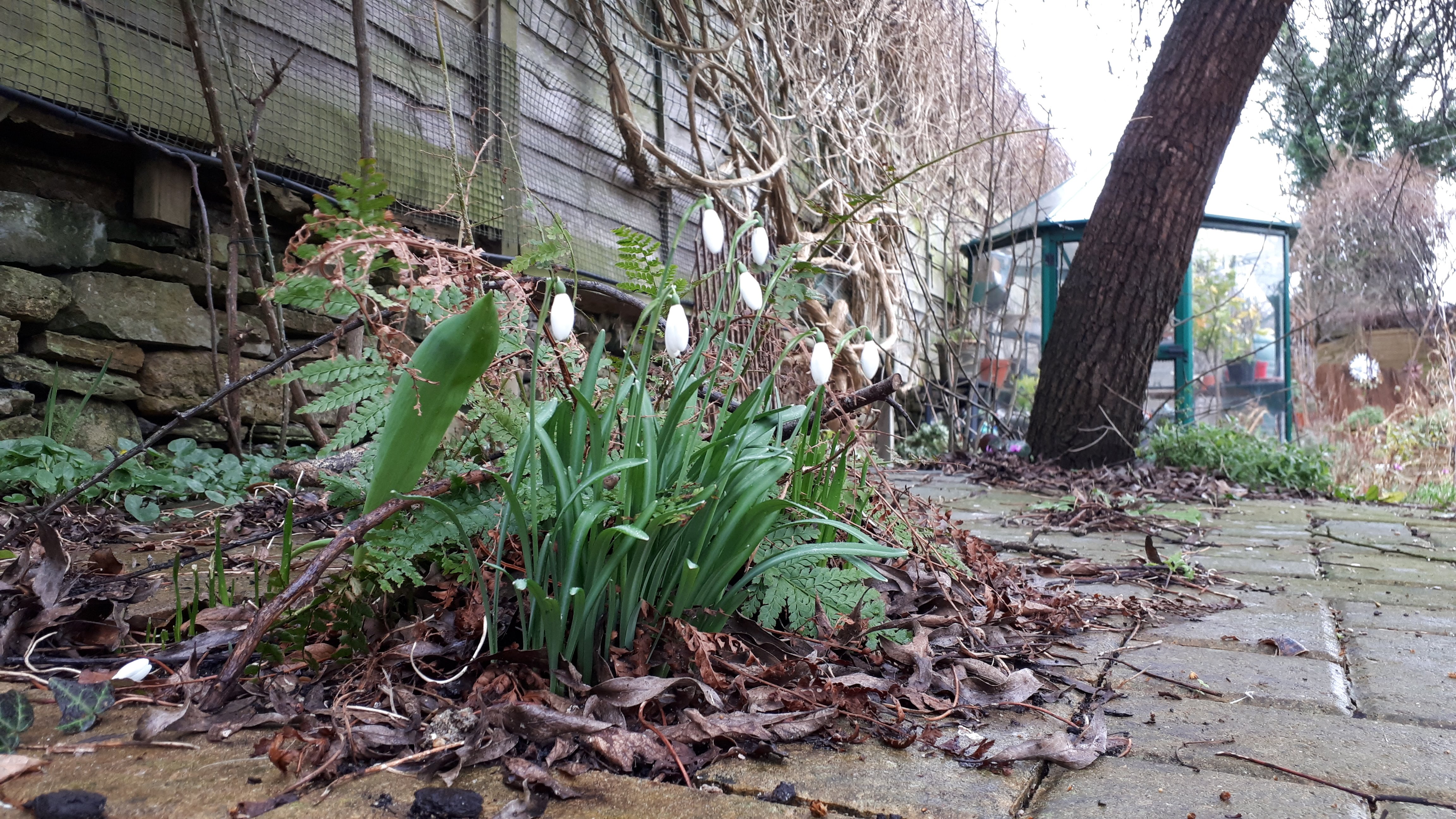 Snowdrops