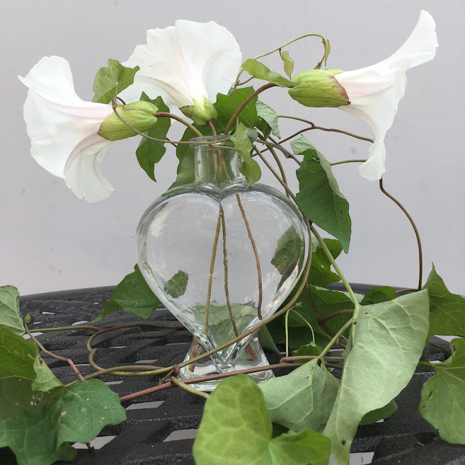 Bindweed