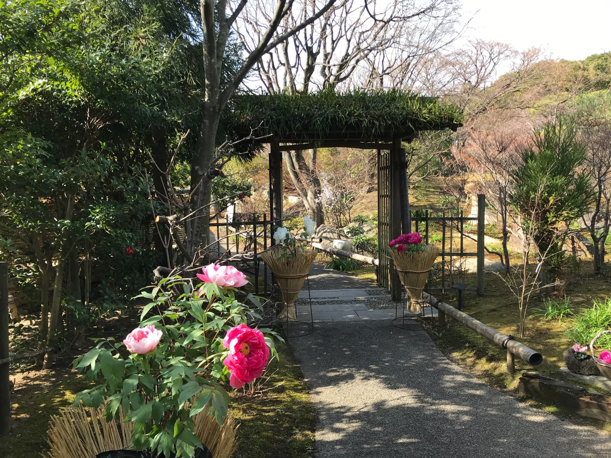 かわいい藁帽子の冬ボタンに感激 筥崎宮の花庭園 どこいこう