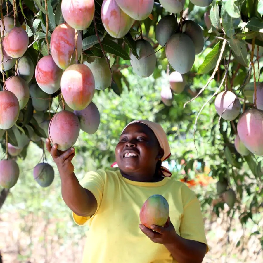 Limbua mango farmer breit ba41bbd3