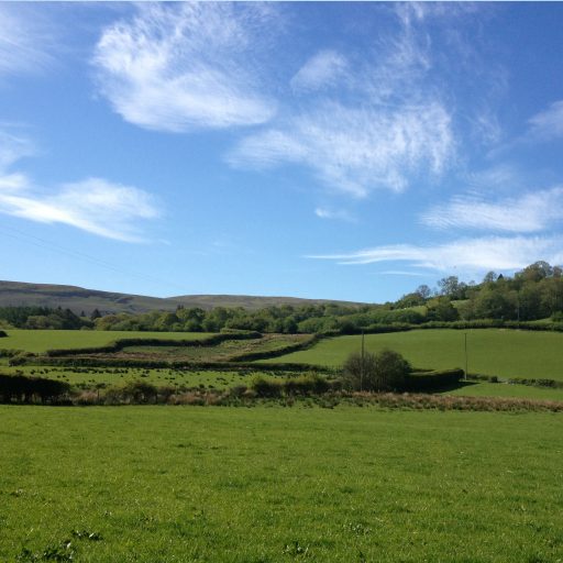 cropped-doliago-stack-field1.jpg