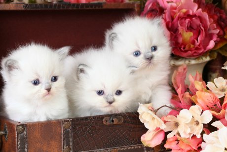 Should I Buy One Kitten Or Two Double The Lovedesigner Persian Kittens For Sale Luxury Kittens 660 292 2222 660 292 1126 Shipping Available