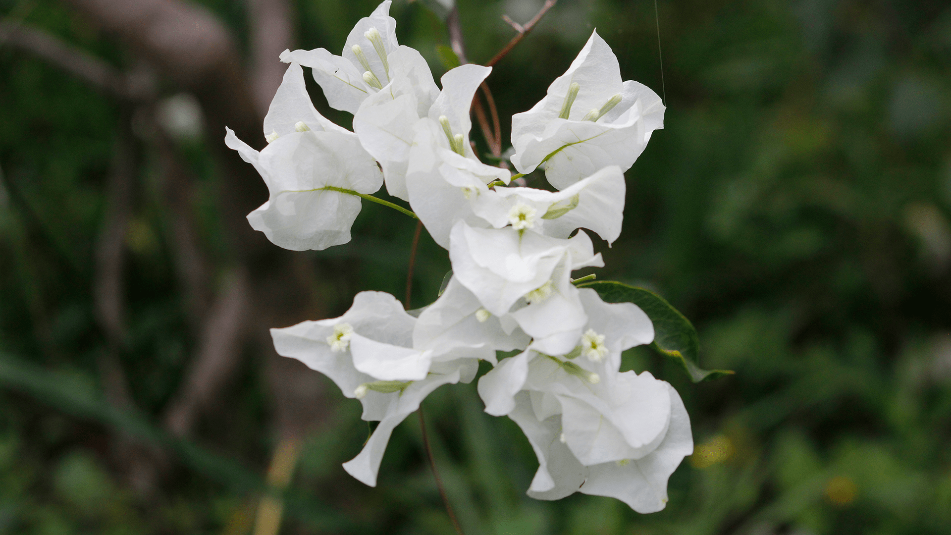 Orchid Conservation