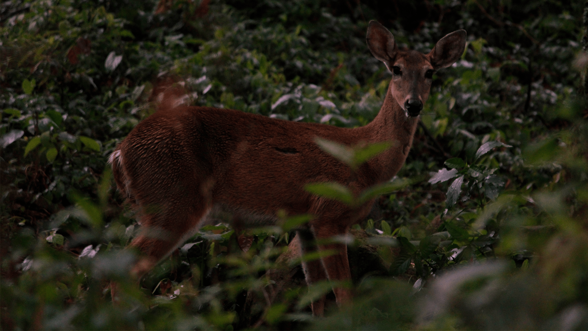 White-tailed Deer Conservation