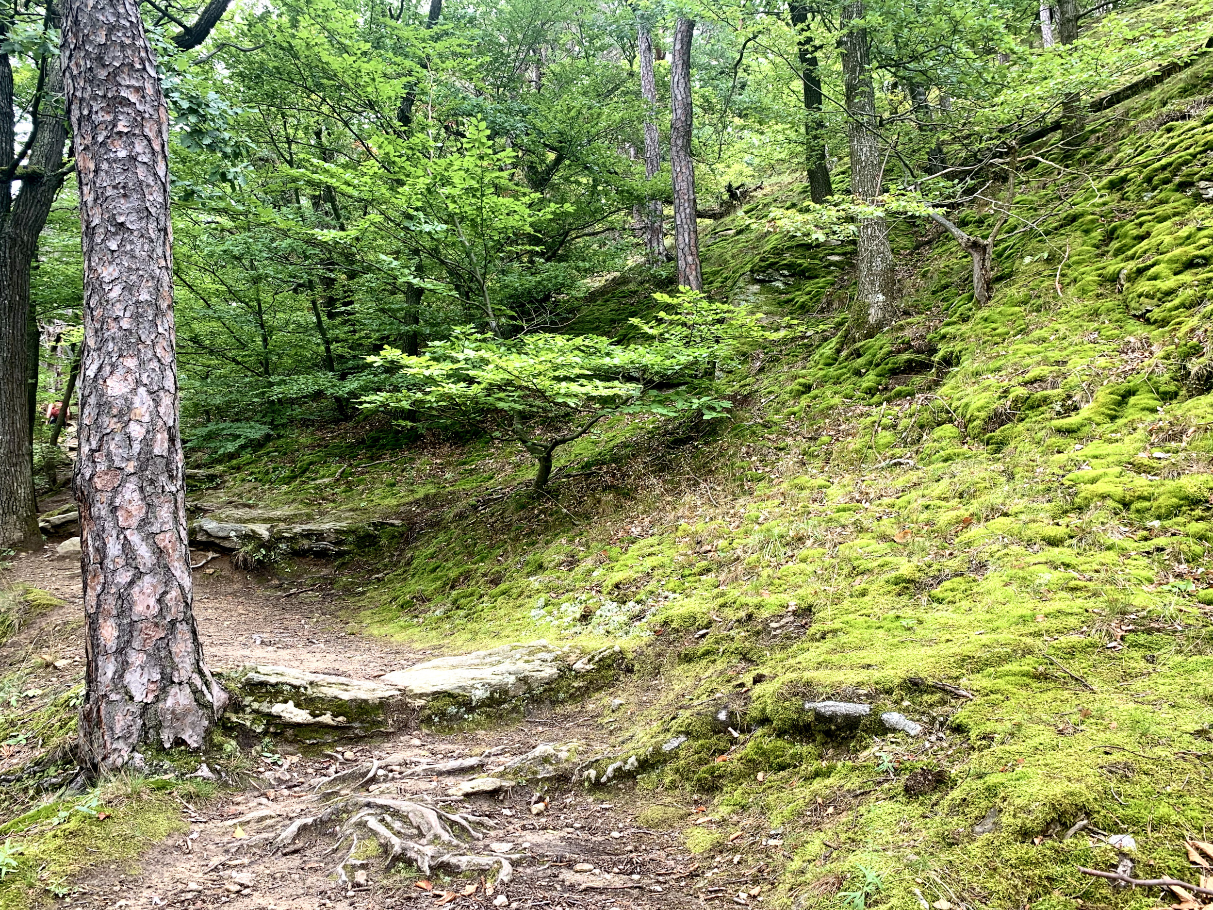 Nur ganz wenig Vegetation bedeckt die Felslandschaft