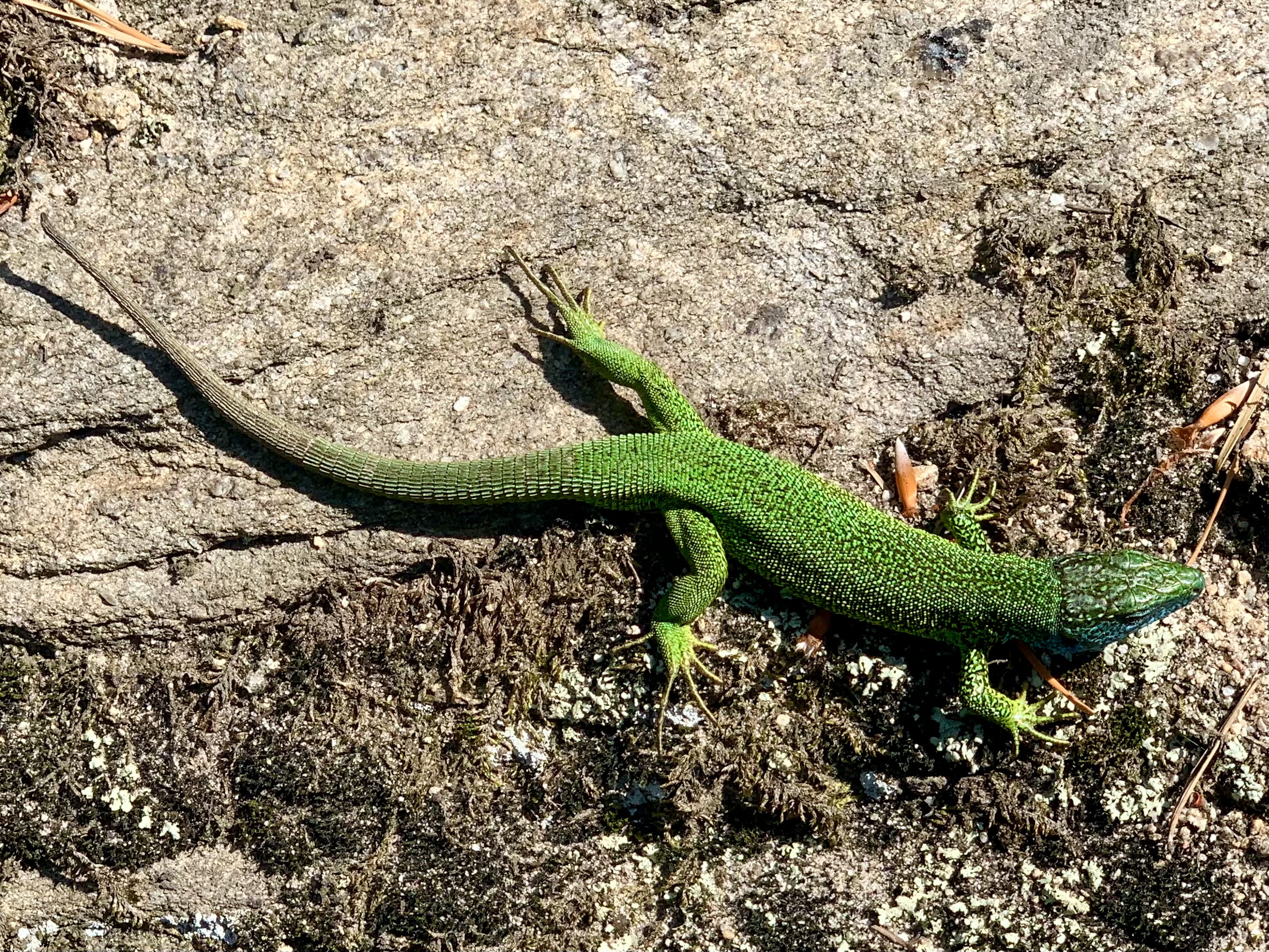 Smaragd Eidechse in der Wachau. Die Smaragdeidechse ( Lacerta viridis ) ist eine große europäische Eidechsenart mit grüner Grundfärbung mit einem markanten spitzen leuchtend blauen Kopf und einem langen Schwanz. Auf der grünen Grundfarbe haben die Smaragdeidechsen in der Regel kleine schwarze, Sprenkel oder ein Zeichnungsmuster mit in Reihen angeordneten, dunklen Abzeichen und weißlich-gelben Linien, die zu Längsbändern verschmelzen können.