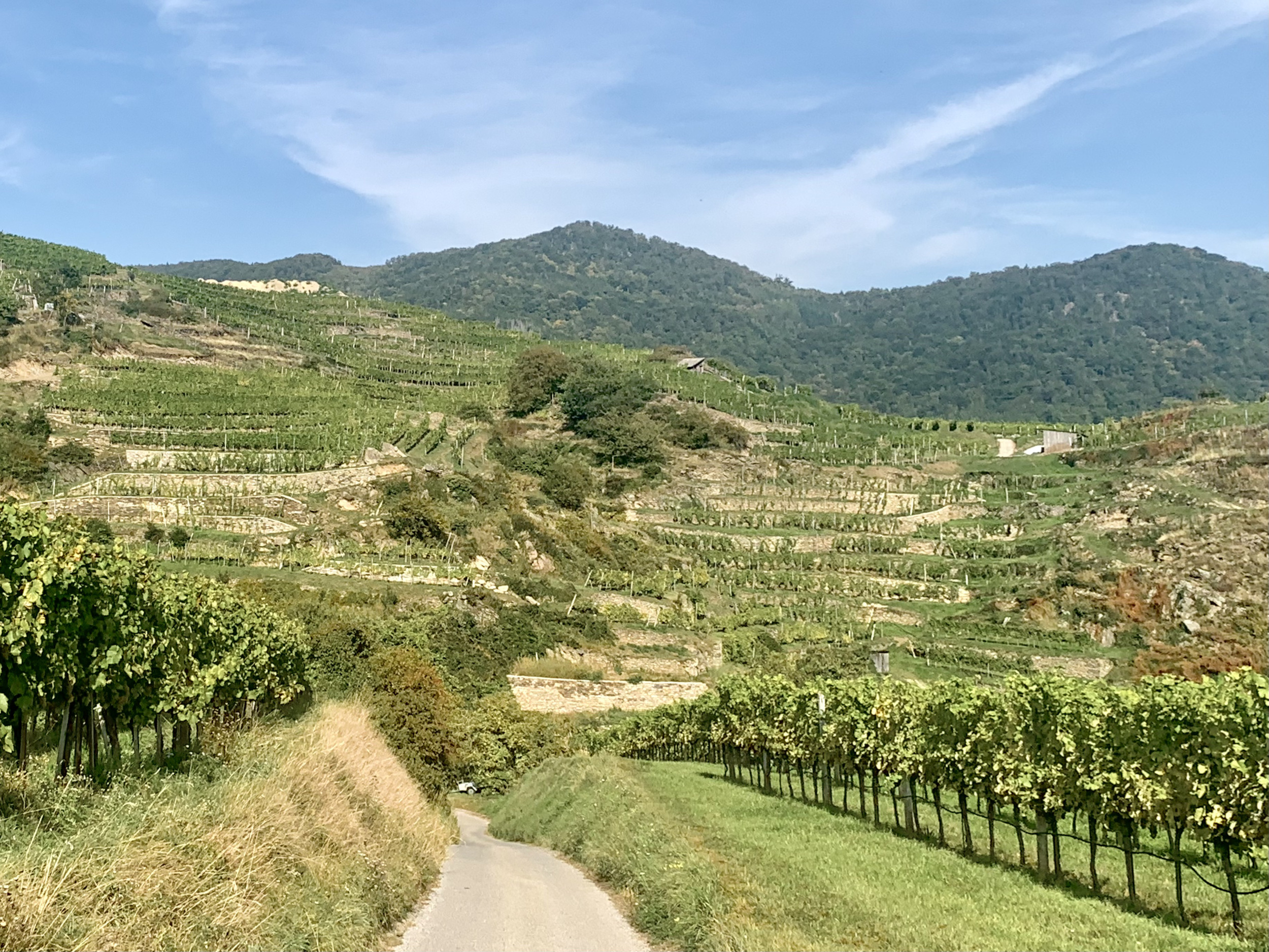 Trockensteinmauern bieten Lebensraum für eine Vielzahl von Tier- und Pflanzenarten. Die unterschiedlichen kleinklimatischen Verhältnisse auf der Mauerkrone, in den Mauerfugen und am Mauerfuß bieten zahlreichen Pflanzen und Tieren ideale Bedingungen.