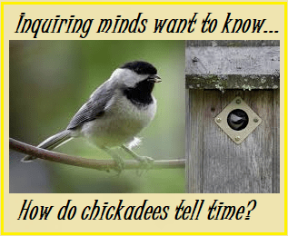 Read more about the article How do Chickadees Tell Time?