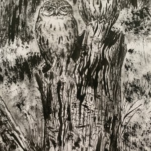 Little Owls