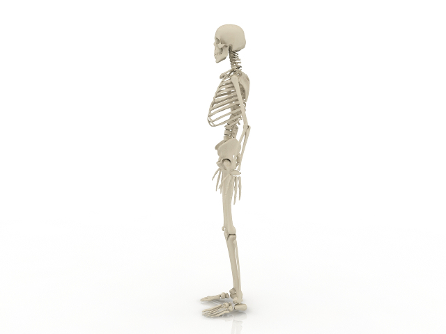 Human Skeleton 3d Model Download For Free