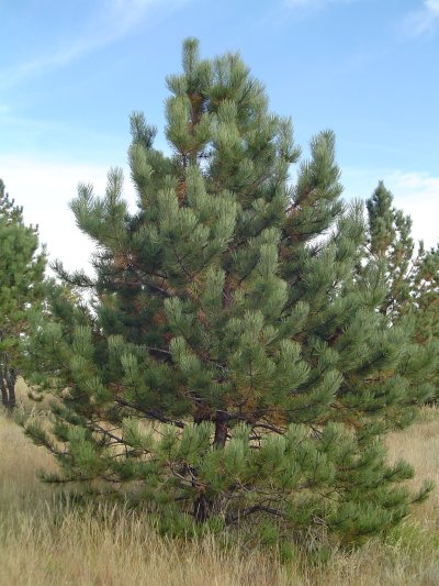 The pine tree has a unique beauty and appeal once fully grown. Evergreen trees in Colorado
