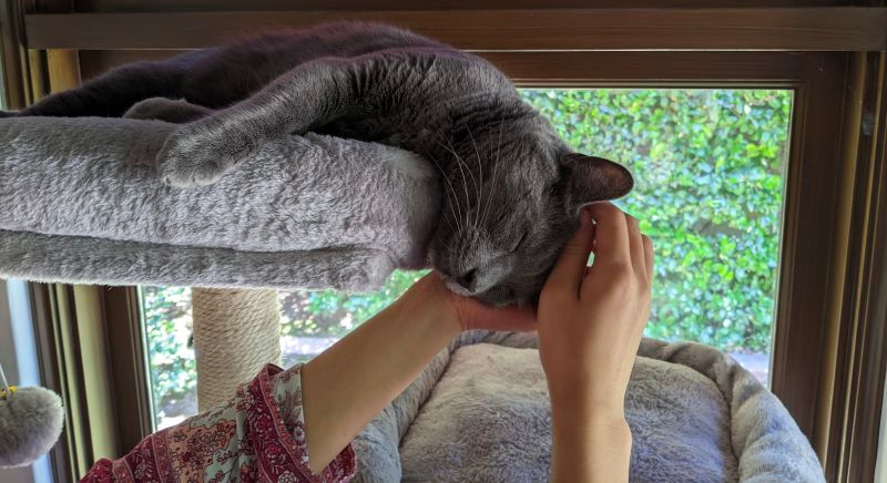 Dongzili Dongzi Li Github - Nature Picture Collection - Retina Quality