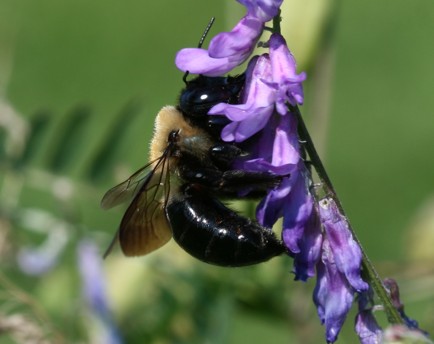 Identifying Large Carpenter Bees: A Garden Guide – Donna L Long