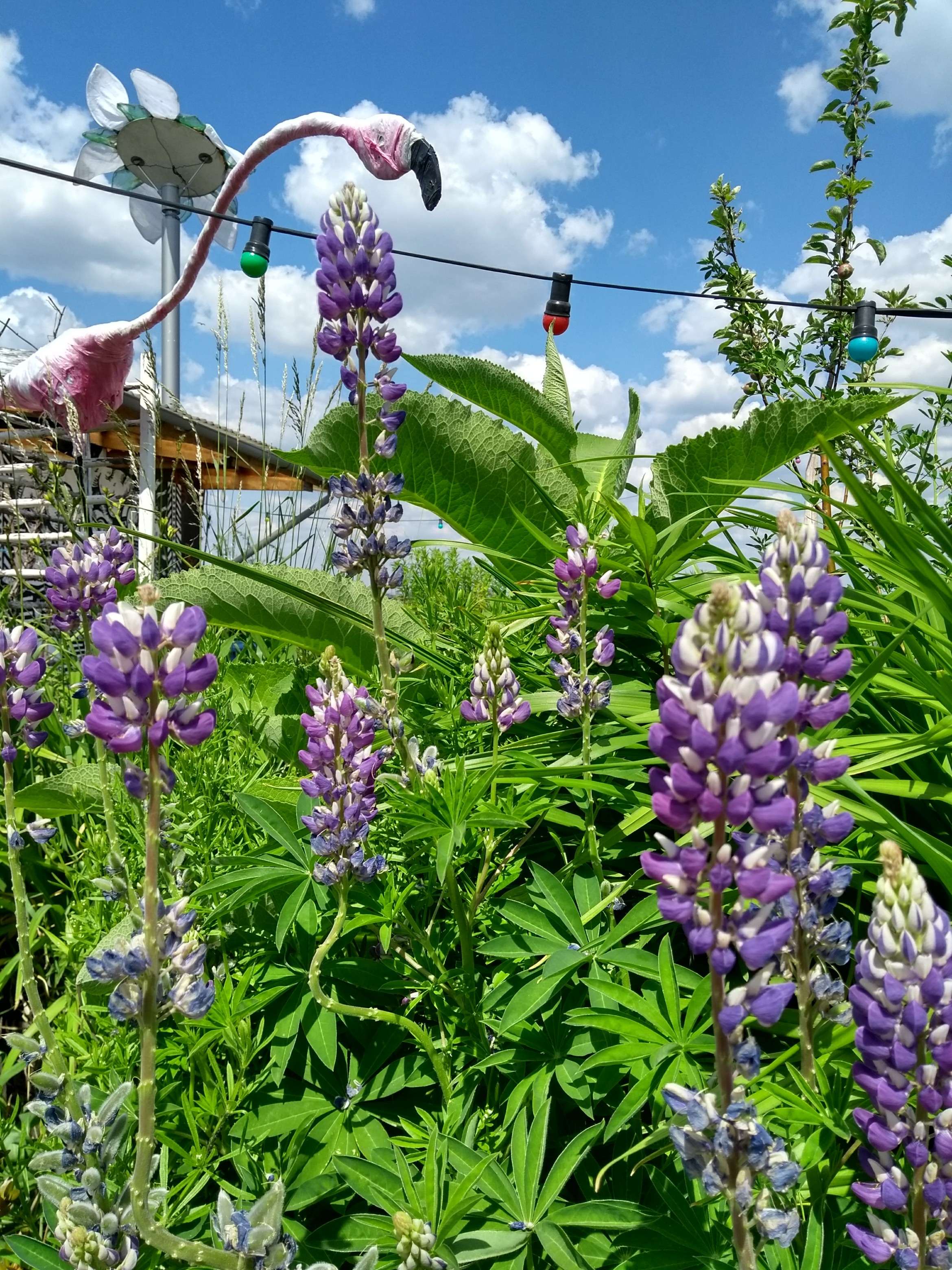Lupine Berlin