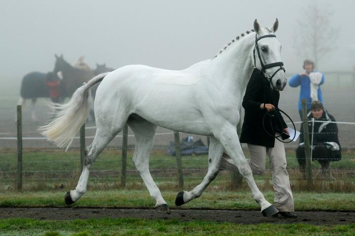 Corambo produced to 2** eventing