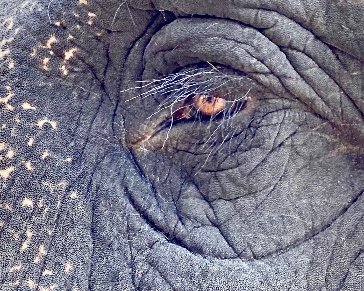 Lakshmi's EYE