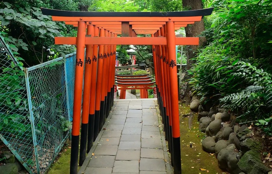 Taman Ueno: Itinerary Satu Hari Terbaik di Tokyo 13 A tunnel of vermilion torii gates, their bases painted black and pillars inked with donors’ names, runs down a stone path at Hanazono Inari Shrine in Ueno Park. Ferns, moss-covered rocks, and dense greenery crowd the right while a blue fence lines the left, and smaller gates recede toward the shrine beyond. The compact arcade is Tokyo’s answer to Kyoto’s Fushimi Inari.