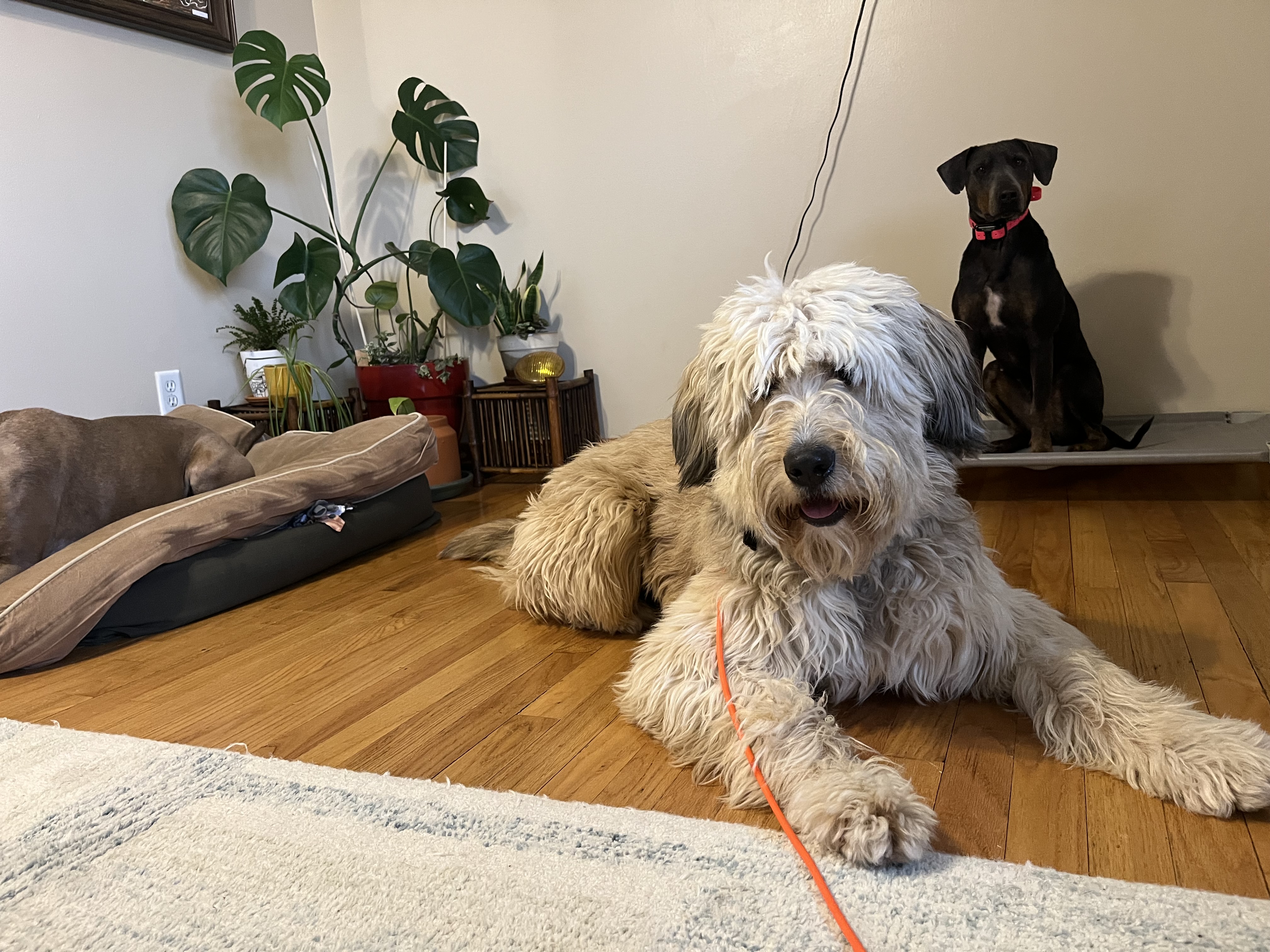 Dogs staying with Donovan's K9 Services