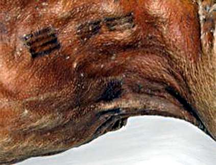 Image result for otzi the iceman