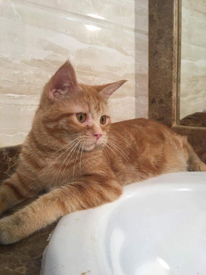 Ginger cat available for adoption Don't Buy, Adopt