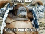 50 Funny Monkey Memes You Ll Totally Fall In Love With
