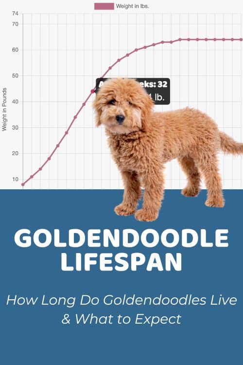 Goldendoodle Lifespan: Secrets to Their Longevity!