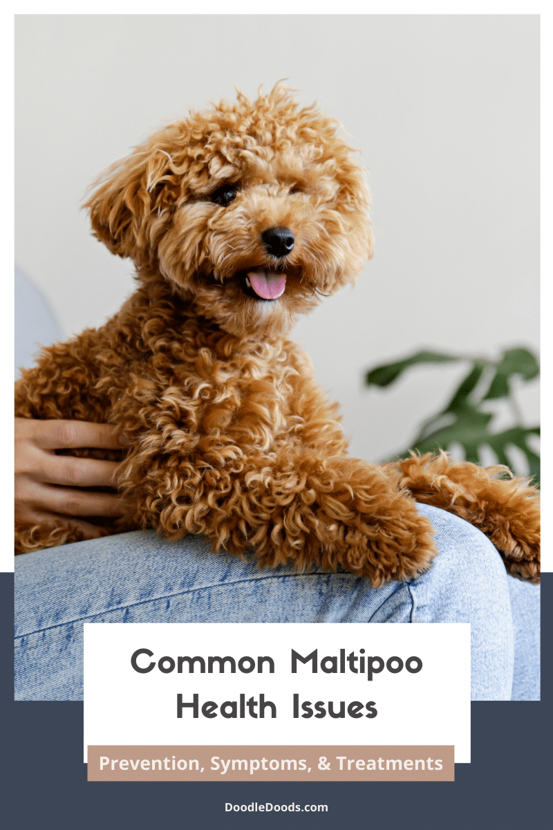 Common Maltipoo Health Issues: Essential Care Tips and Solutions