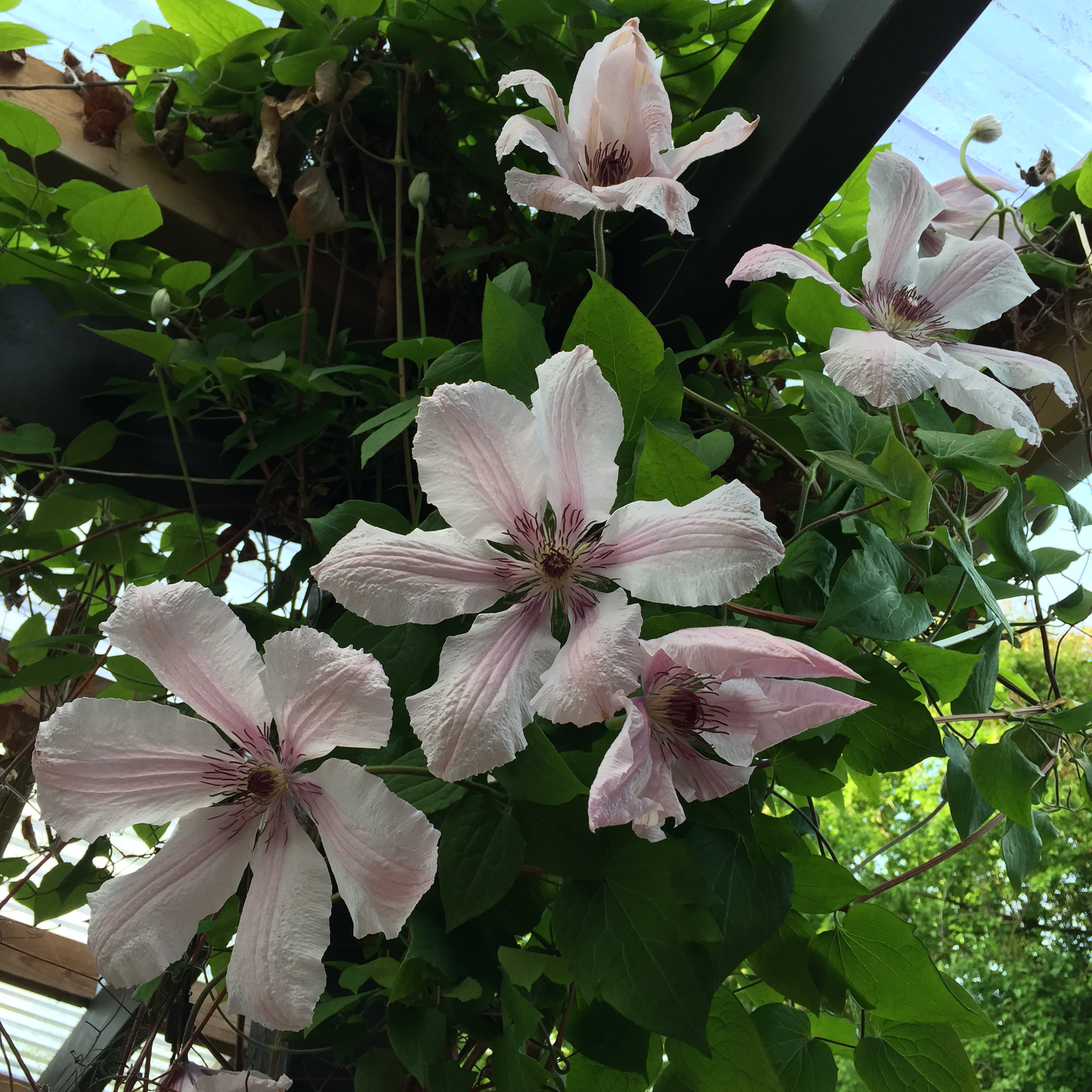 Clematis