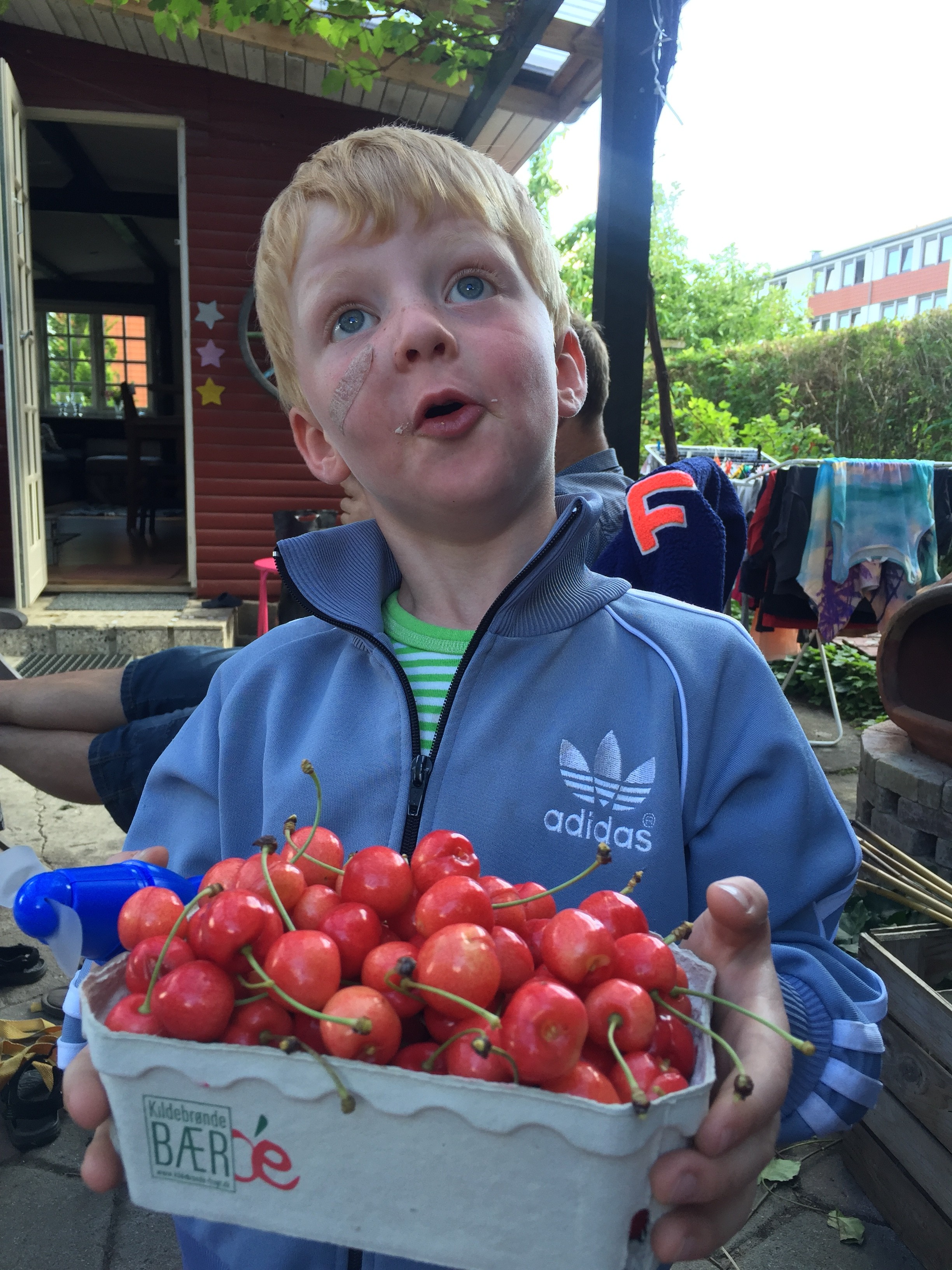 Så er der kirsebær fra haven