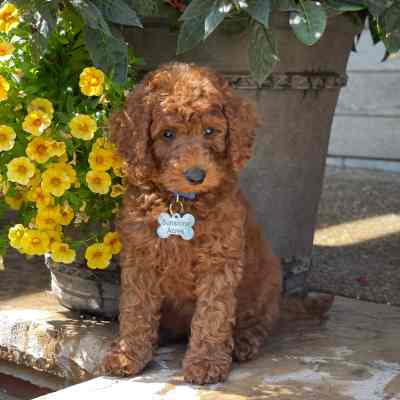 Moyen Poodle puppies for sale