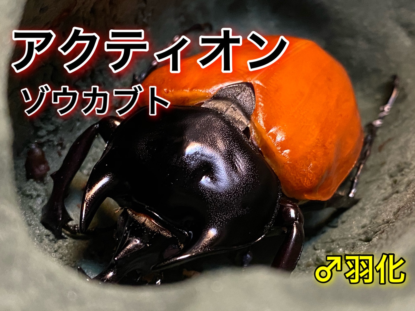 アクティオンゾウカブト♂羽化 - ドルクスブラザーズ