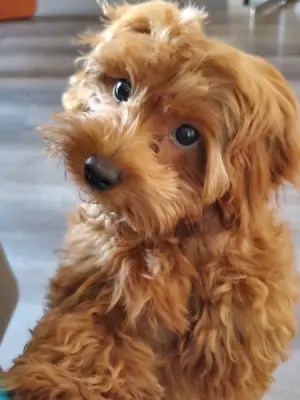 Your Dog Is Happy Because