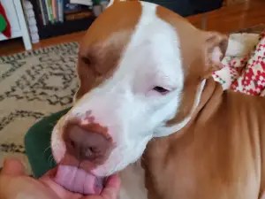 Dog Care