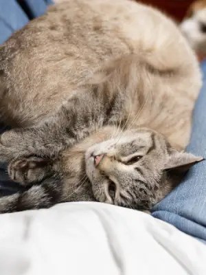 Your Cat Is Happy Because