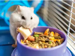 Pet Care