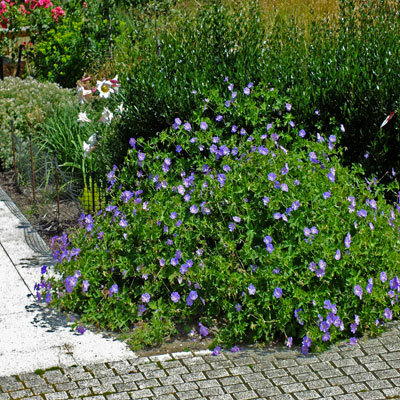 Geranium 'Rozanne'