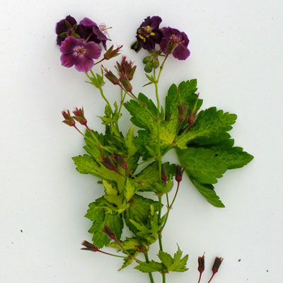 Geranium phaeum 'Springtime'