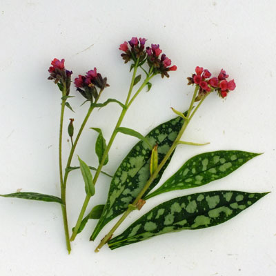 Pulmonaria ‘Raspberry Splash’