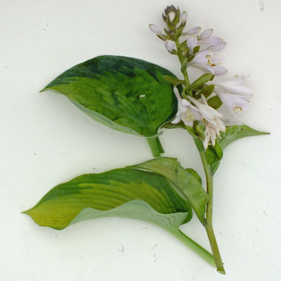 Hosta 'Harold Reed'