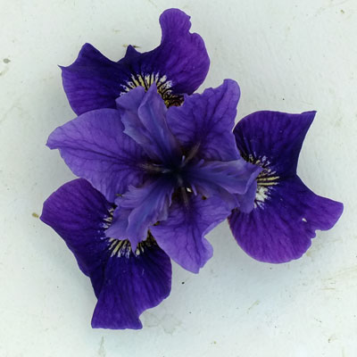 Iris 'Ruffled Velvet'