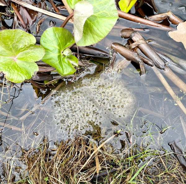 Frog spawn survey » Dorset Road Allotments