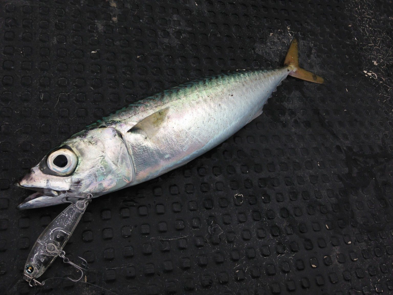 ファミリーでも楽しいサバのルアーゲーム